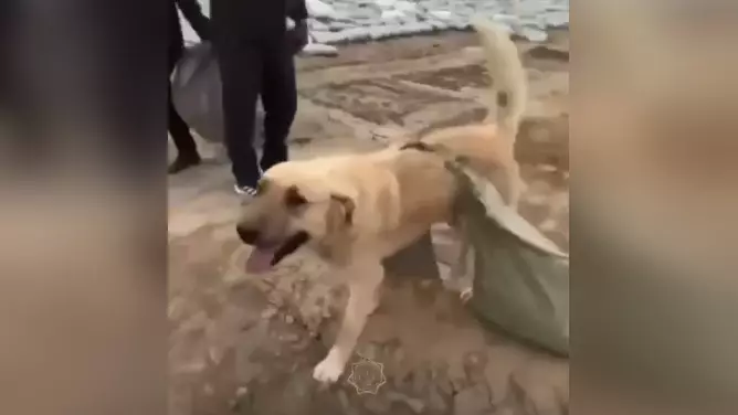 Строящий дамбу пес восхитил казахстанцев
