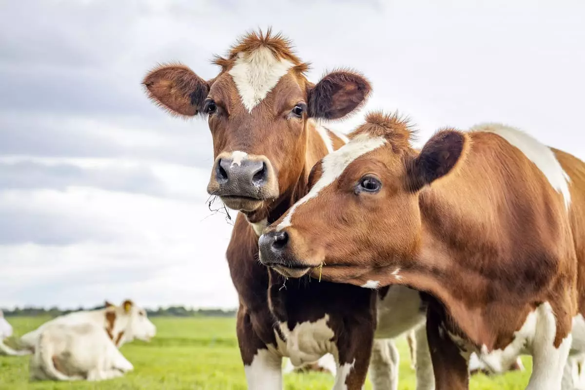 Лиса укусила корову: в ВКО выявили бешенство у домашних животных