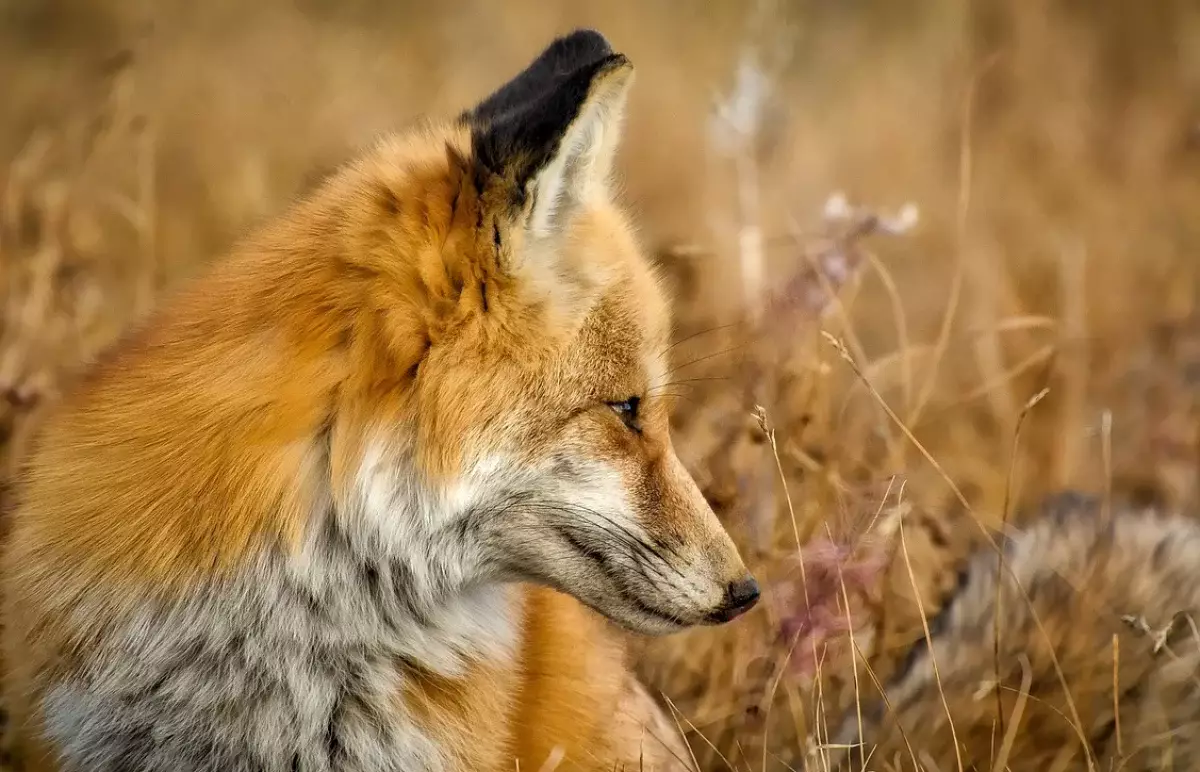 Домашние животные в ВКО болеют бешенством после укуса лисы