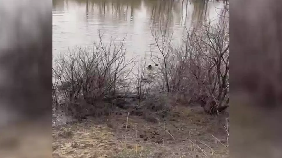 Женщина едва не утонула в реке Иртыш