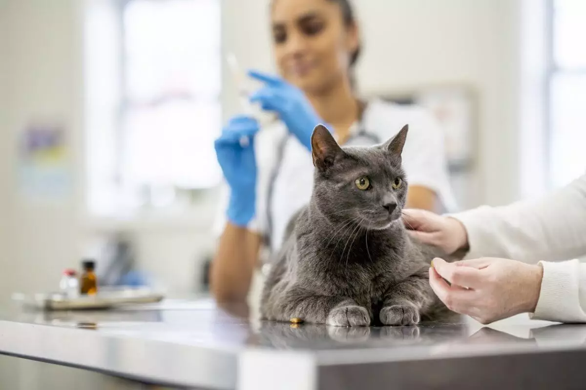 Бездомный кот раз в год приходит в ветеринарную клинику