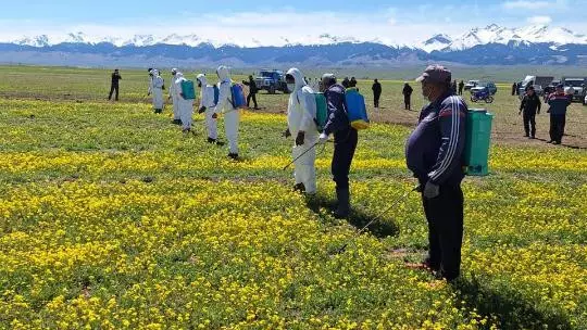 Очаги насекомых-вредителей нашли на полях Алматинской области
