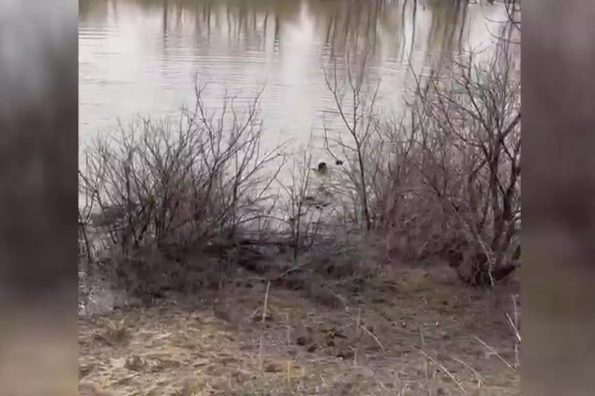 Женщина пыталась утопиться в Иртыше в Павлодарской области (ВИДЕО)
