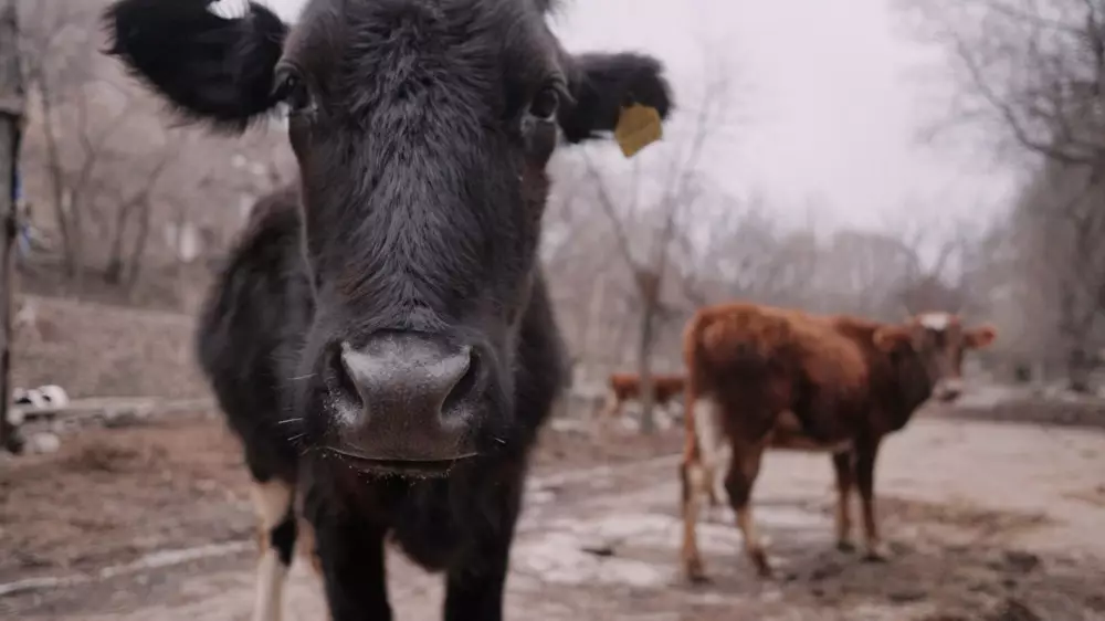 Миллионы голов скота захоронят в Монголии: погибло 10 процентов поголовья
