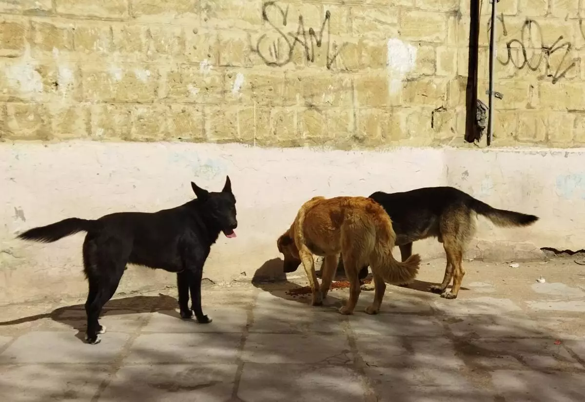 Почему в Актау не ведется отлов бродячих собак