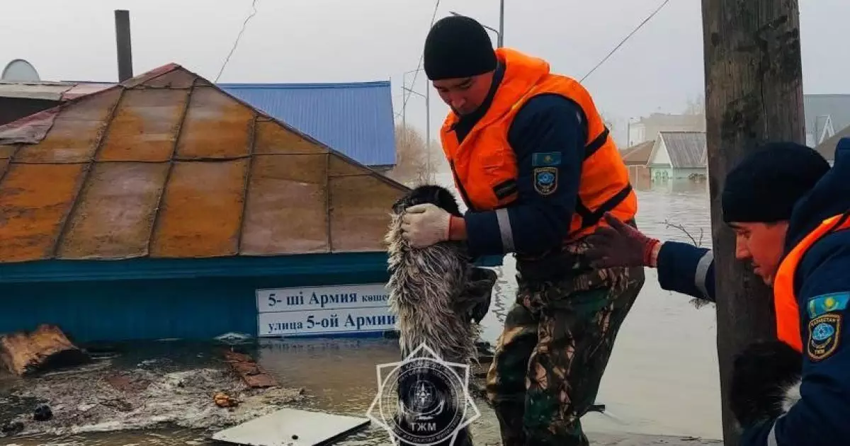   Солтүстік Қазақстан облысы су тасқынының екінші толқынына дайындалып жатыр   