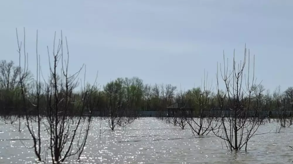 Паводки могут уничтожить уникальный яблоневый сад-питомник в Уральске