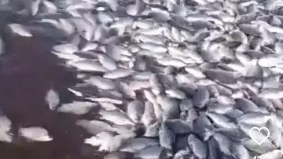В СКО тысячи рыб задыхаются посреди степей после cхода большой воды