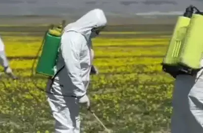Фермеры столкнулись с нашествием червей в Алматинской области