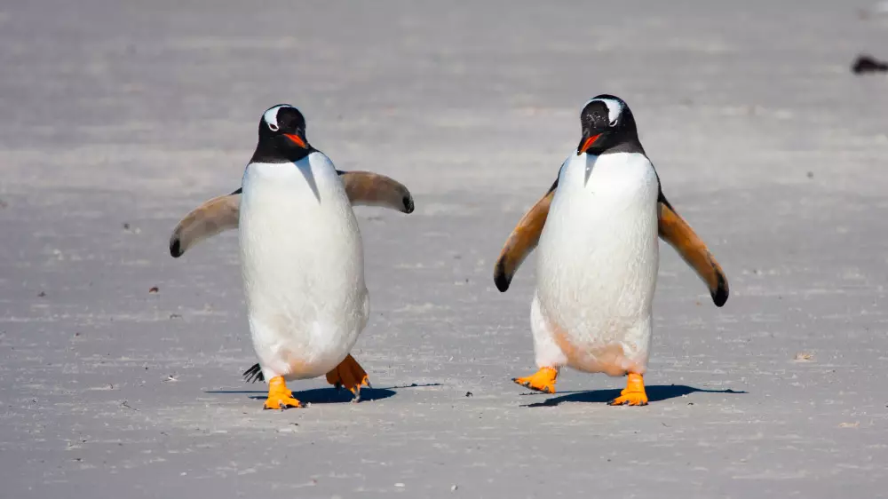 "Как пахнут пингвины": создатель антивируса стал тревел-блогером