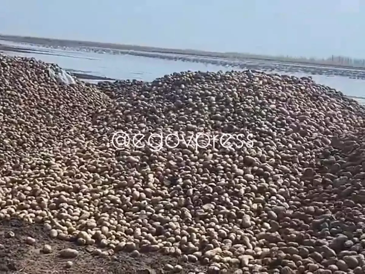 В Казнете возмутились тоннам выброшенного картофеля на свалку – видео
