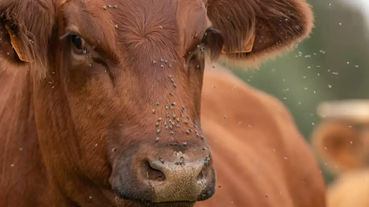 Падеж скота в Казахстане увеличился из-за паводков