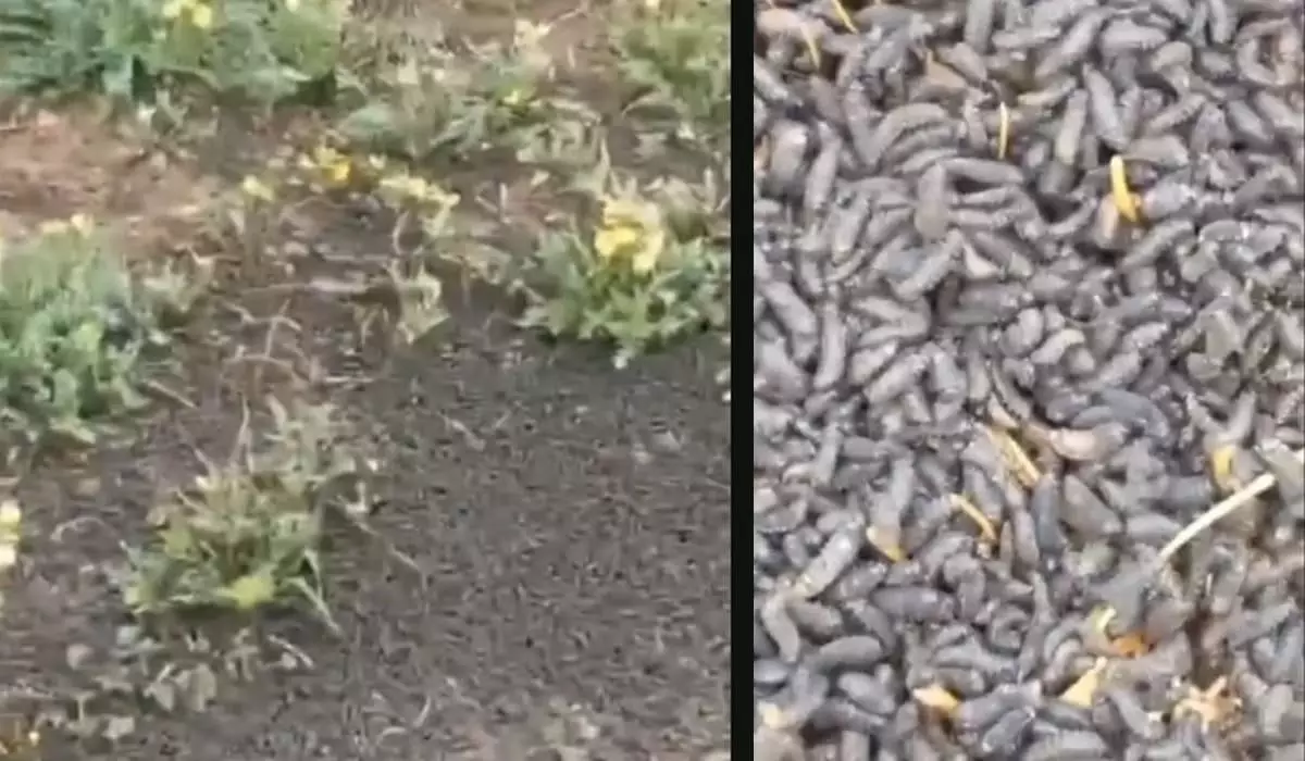 Нашествие червей сняли на видео в Алматинской области