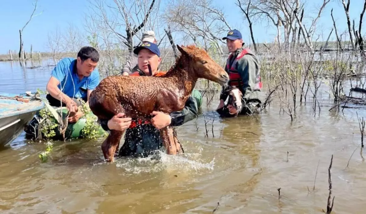 Спасение жеребят из затопленного села ЗКО сняли на видео