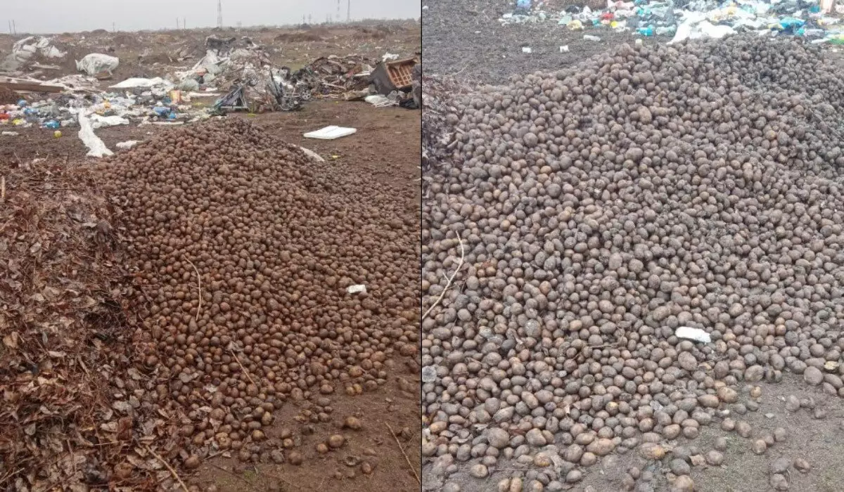 Тонны картофеля выбросили на свалку в Павлодарской области (ВИДЕО)