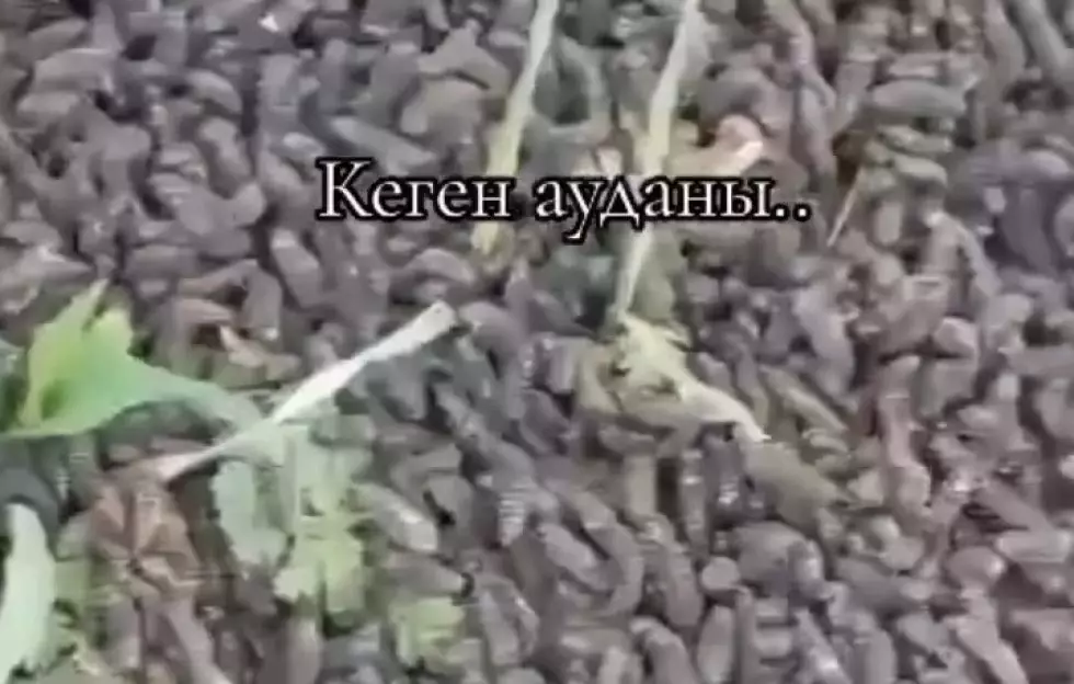 Фермеры Алматинской области страдают от прожорливых червей на своих полях
