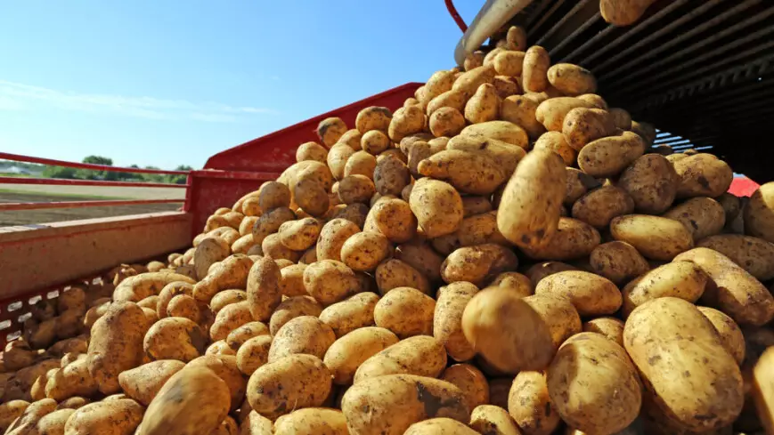 Рекордный урожай картошки в России может разорить костанайских овощеводов