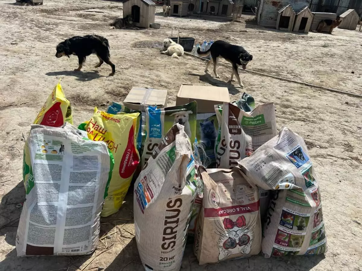 Паводки в Казахстане: кинологи и производители кормов помогают домашним животным