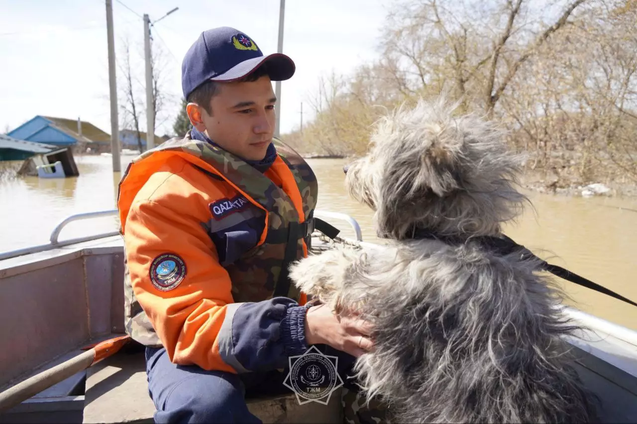 Преданные: душераздирающими кадрами спасения собак из затопленных районов поделились спасатели