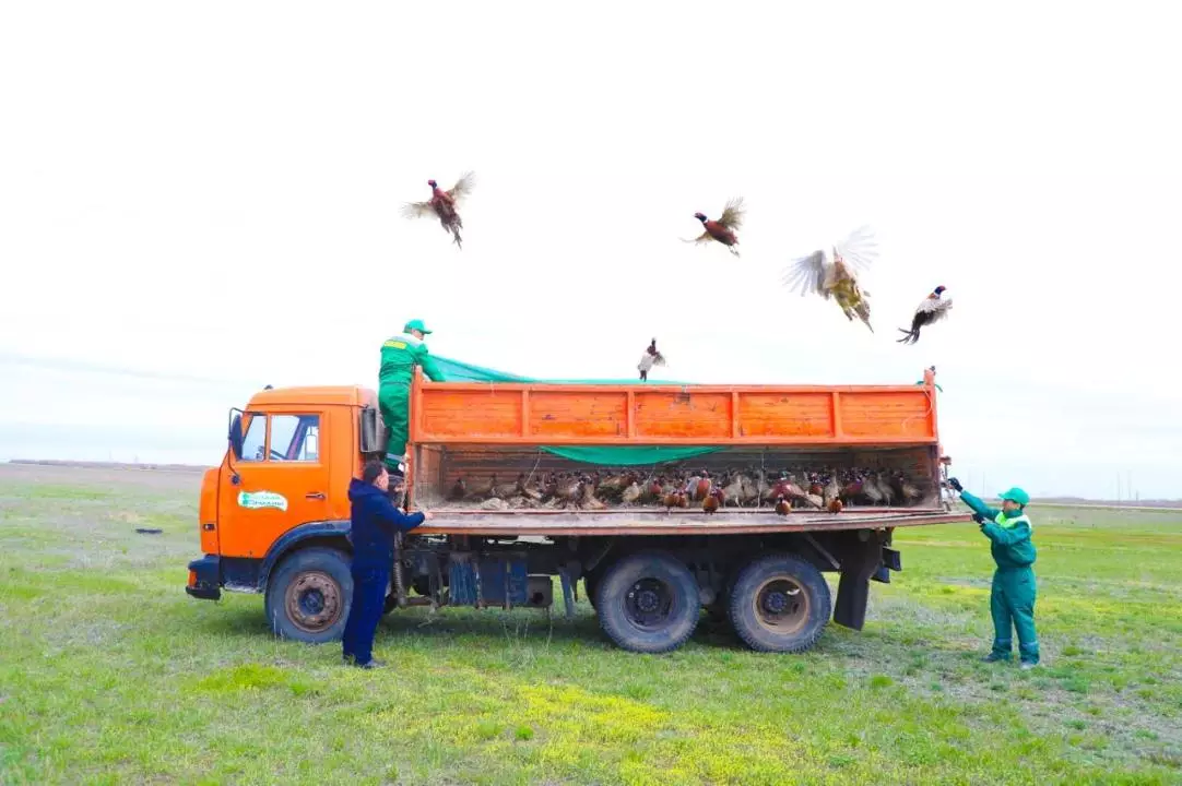 700 фазанов выпустили в зеленом поясе Астаны