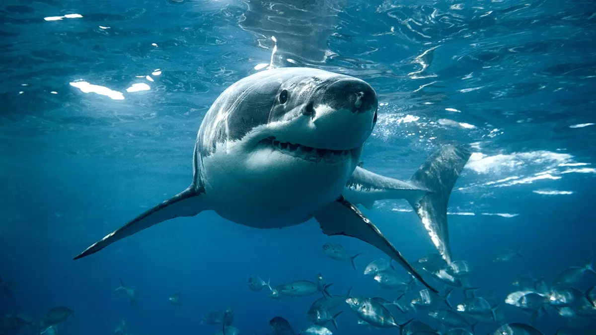 Морские учёные из Массачусетса прикрепили камеру к большой белой акуле, 