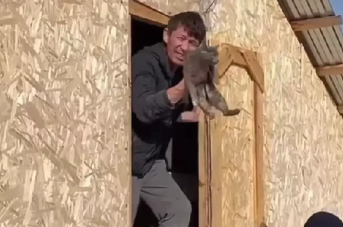 Выжившая после паводков кошка в Уральске обрадовала своего хозяина