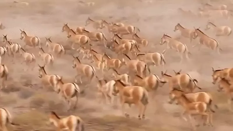 "Золотое сокровище": краснокнижные животные попали на видео в нацпарке "Алтын-Эмель"