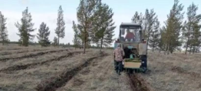 Лесовосстановительные работы проходят в области Абай