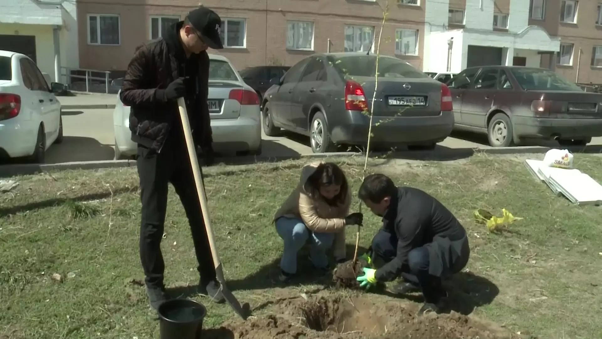 «Таза Казахстан»: 40 молодых берёз посадили во дворах домов Павлодара