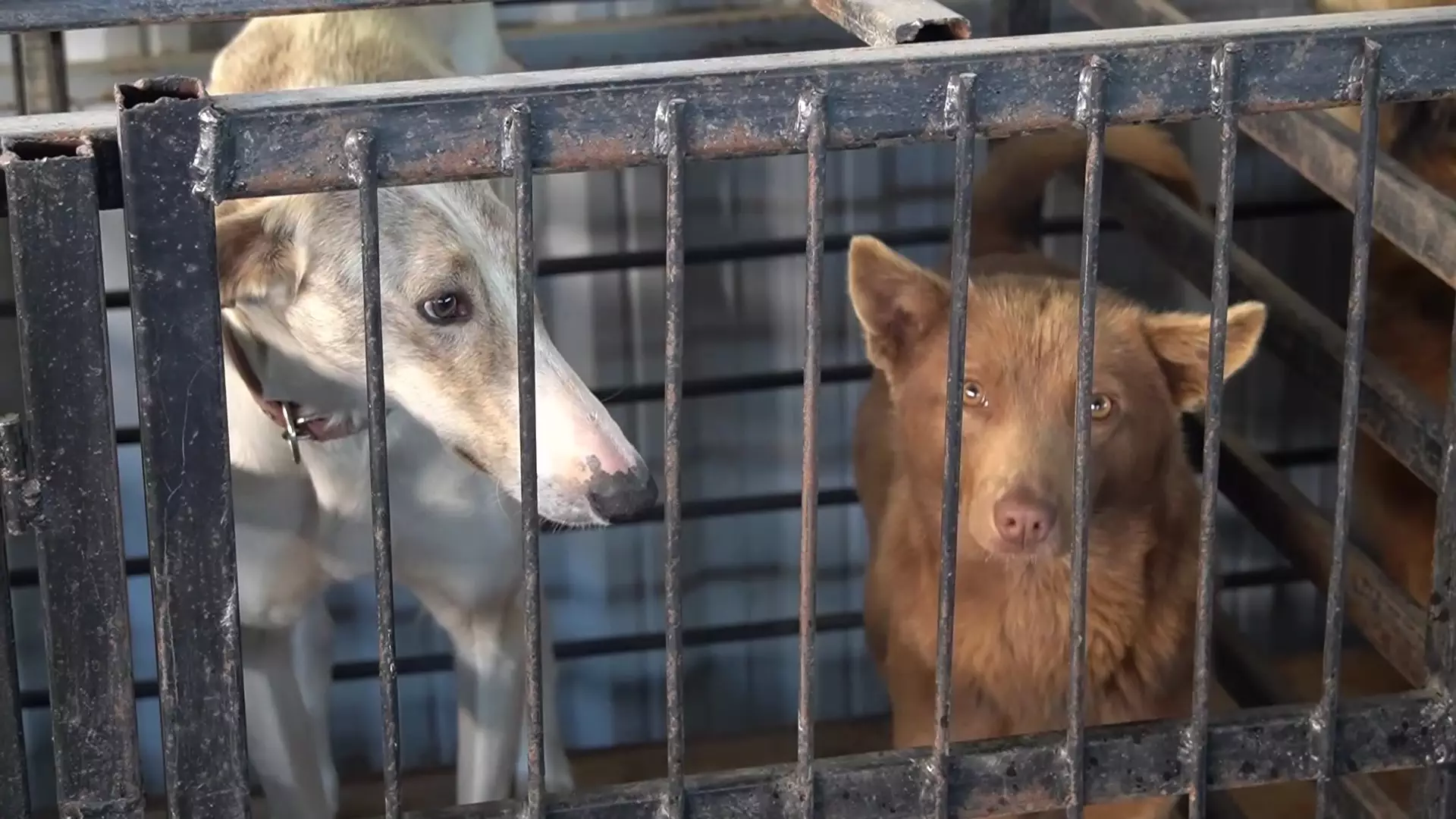 Более 100 брошенных собак доставили в питомник Уральска во время паводка