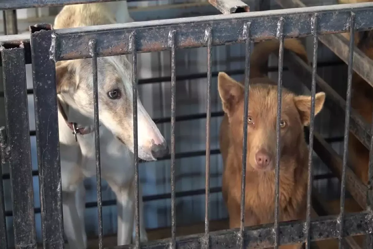 Более ста брошенных собак доставили в питомник Уральска во время паводка