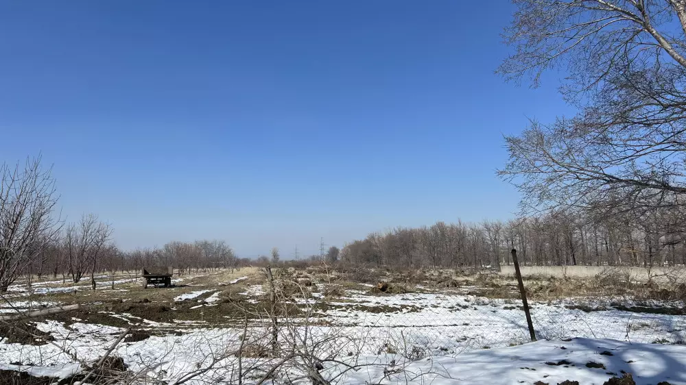Единственный в Казахстане: часть яблоневого сада вырубили под Талгаром