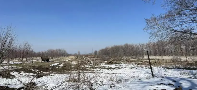 Часть единственного в Казахстане яблоневого сада вырубили под Талгаром: ведется расследование