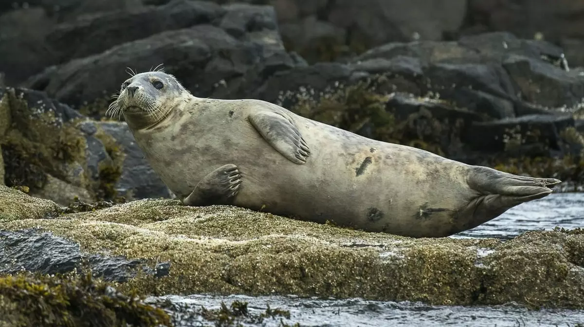 Десяток мертвых тюленей вновь выбросило на берег в Актау