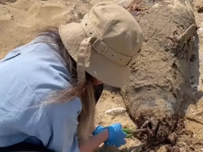 На побережье Каспия нашли 12 мертвых тюленей