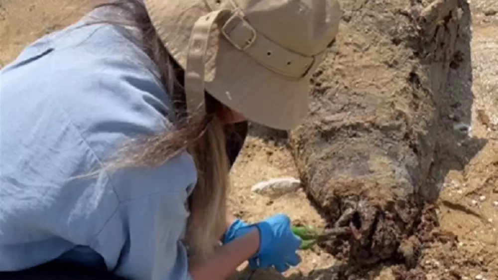 Мертвых тюленей нашли на побережье Каспия