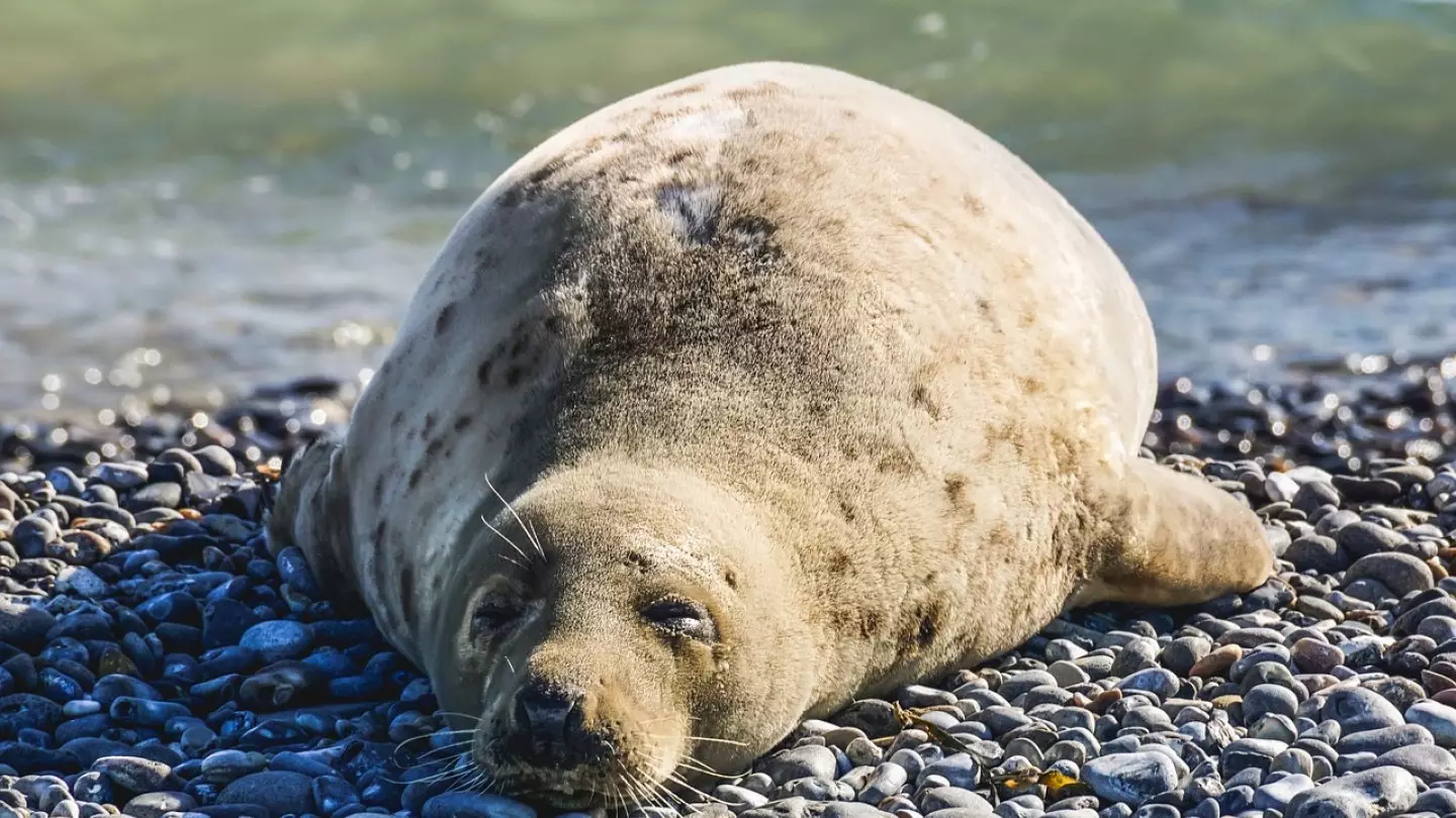 На Каспии продолжают гибнуть краснокнижные тюлени