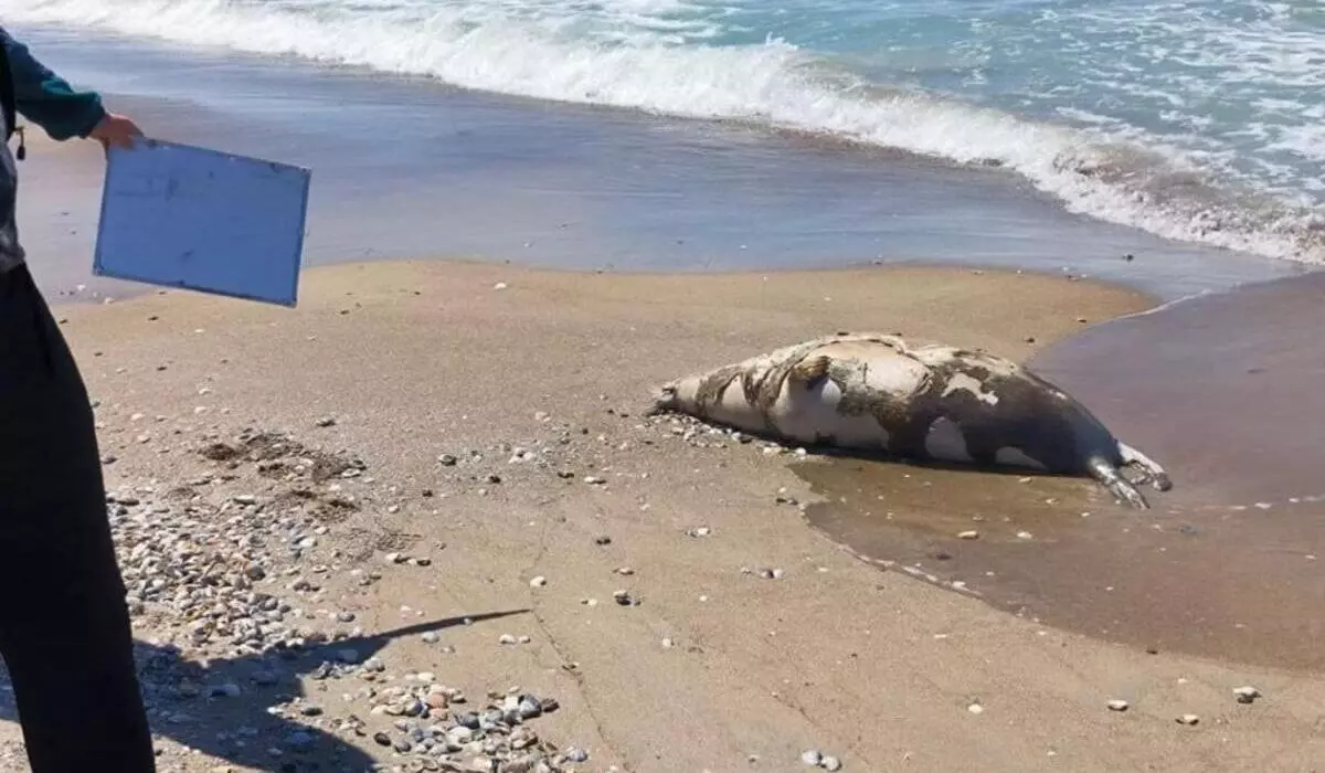 Еще десятки мертвых тюленей нашли на побережье Каспийского моря в Мангистау