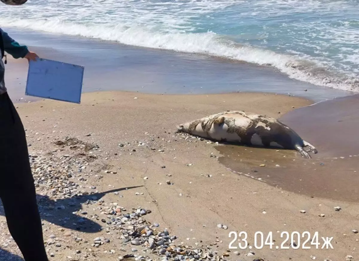 12 мертвых тюленей найдено на берегу Каспия в Мангистау