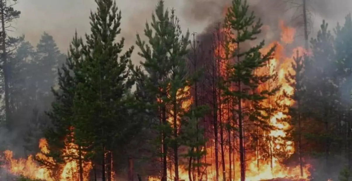 Лес горит в труднодоступной местности в «Семей Орманы»