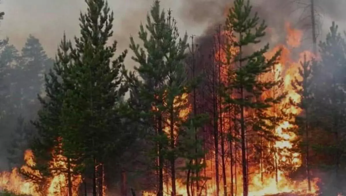 Лес горит в труднодоступной и заболоченной местности «Семей Орманы»