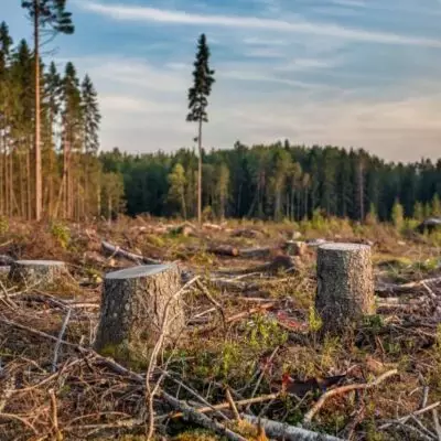 За 20 лет площадь лесов в мире уменьшилась почти на миллион км²