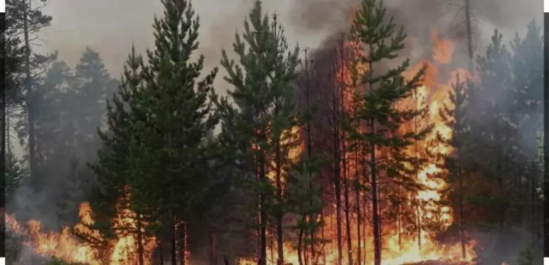 Труднодоступная заболоченная местность: лес горит в "Семей орманы"