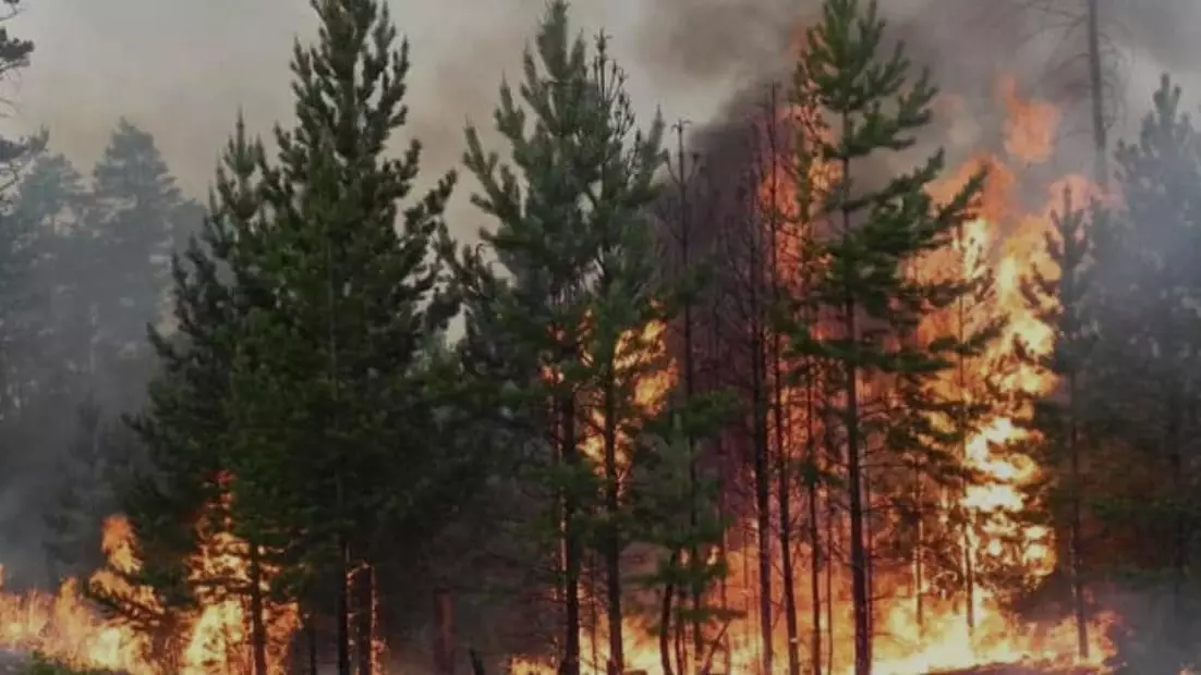 Пожар на территории леса «Семей орманы»: горят лесные насаждения