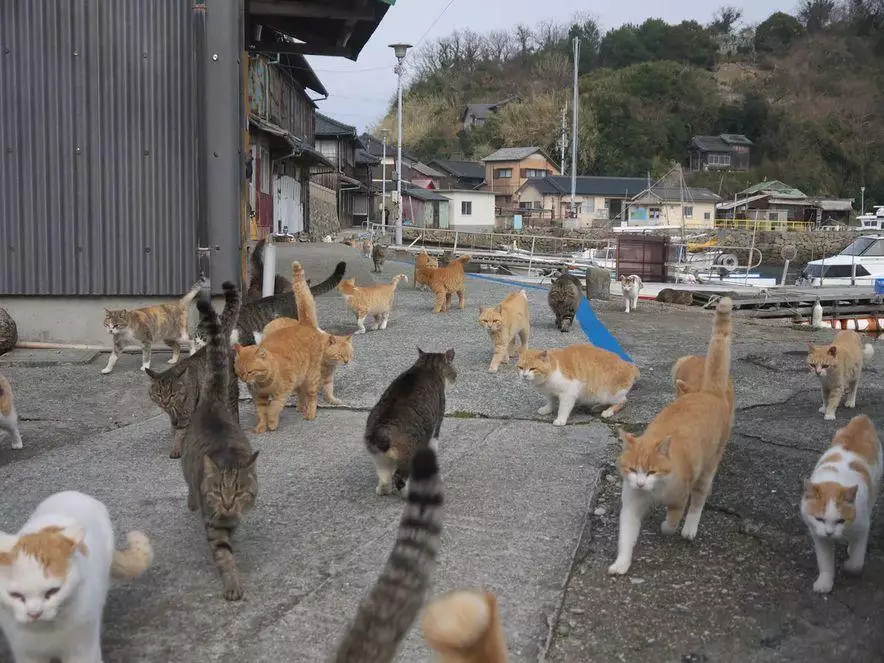 Кошки захватывают японские острова, с которых уезжают люди