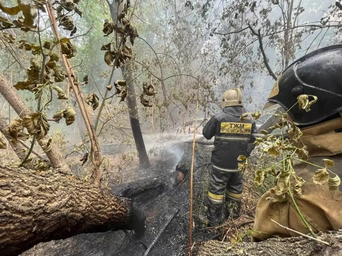 Лесной пожар тушат в заповеднике "Семей орманы"