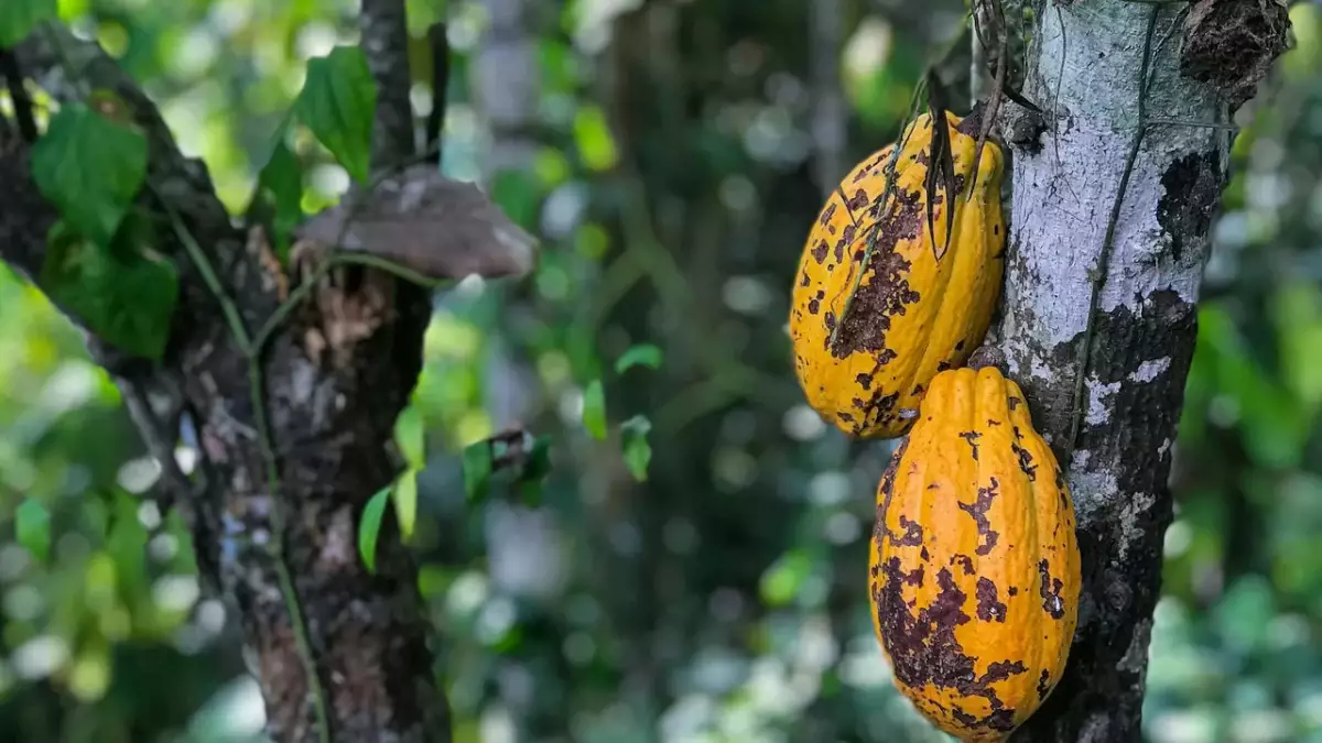 Ганада вирус тарап, 254 млн какао ағашы кесілді