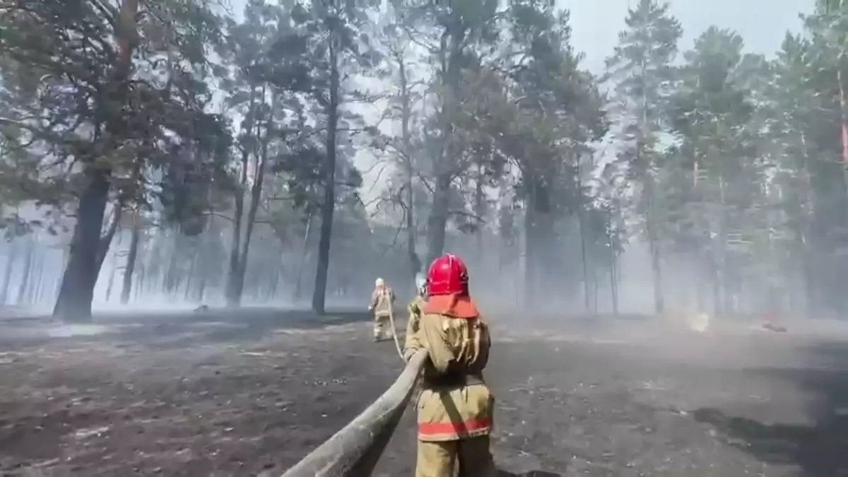 Горел сухостой: в природном резервате «Семей орманы» снова произошел пожар