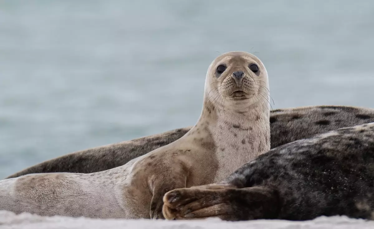 Потерянная фауна: около 80 мёртвых тюленей нашли на берегу Каспийского моря