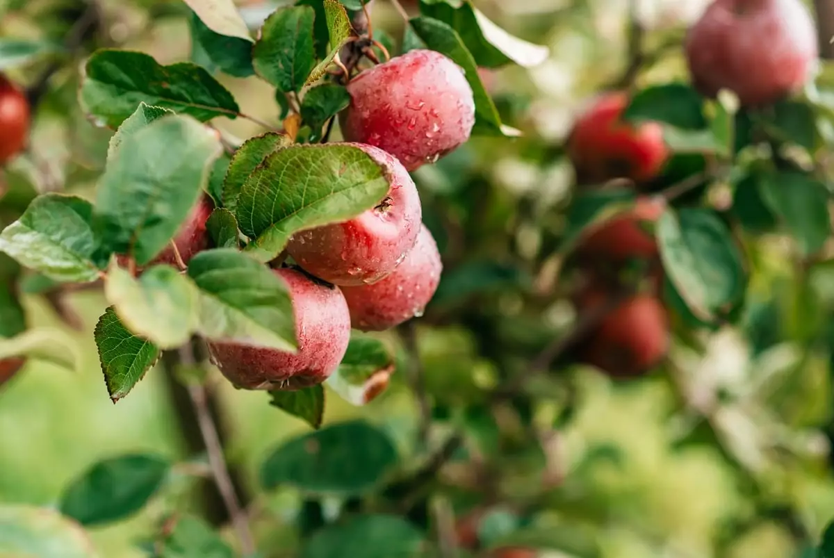В Алматы посадка яблоневых садов будет транслироваться в online-режиме